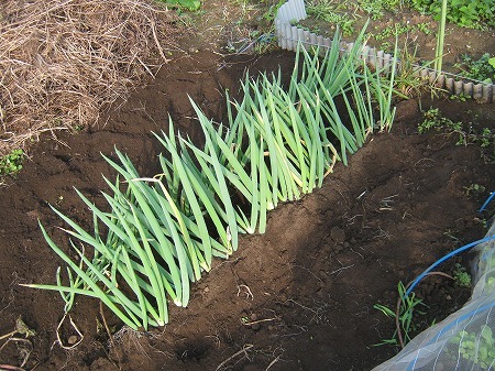 ネギの植え替えと防虫ネットの中のヨトウムシの成虫 家庭菜園日記