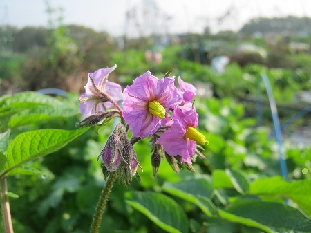 ネギの植え替えと防虫ネットの中のヨトウムシの成虫 家庭菜園日記