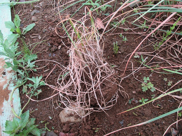 らっきょうに何が起きている 病気 家庭菜園日記