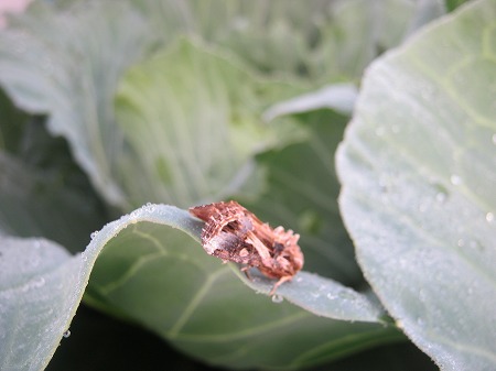 ネギの植え替えと防虫ネットの中のヨトウムシの成虫 家庭菜園日記