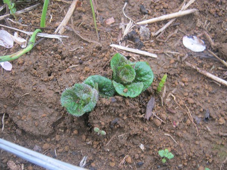 ジャガイモ 芽かき 家庭菜園日記