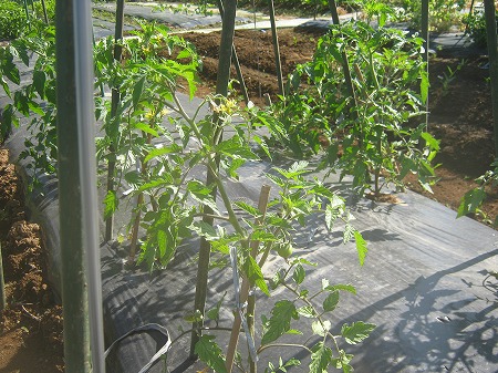トマト 茄子 支柱 誘引 しちゅうキャッチ 家庭菜園日記