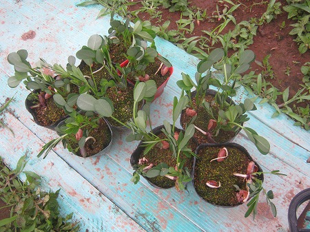 落花生 苗 植えつけ 家庭菜園日記