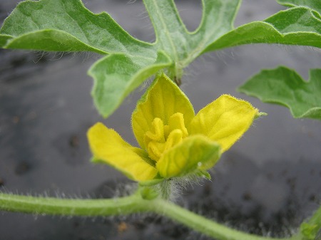 小玉スイカ 雌花 雄花 受粉 害虫 ウリハムシ 家庭菜園日記