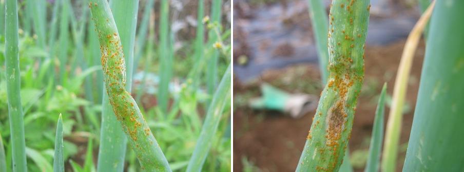 ネギ さび病 家庭菜園日記