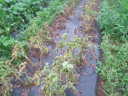 ジャガイモ 収穫時期 とうや 収穫 ジャガイモの保存 家庭菜園日記