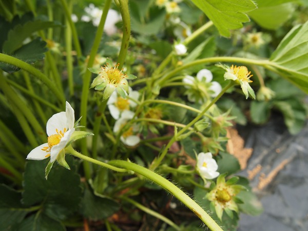 イチゴは受粉が必要だった なのに防虫ネット 家庭菜園日記